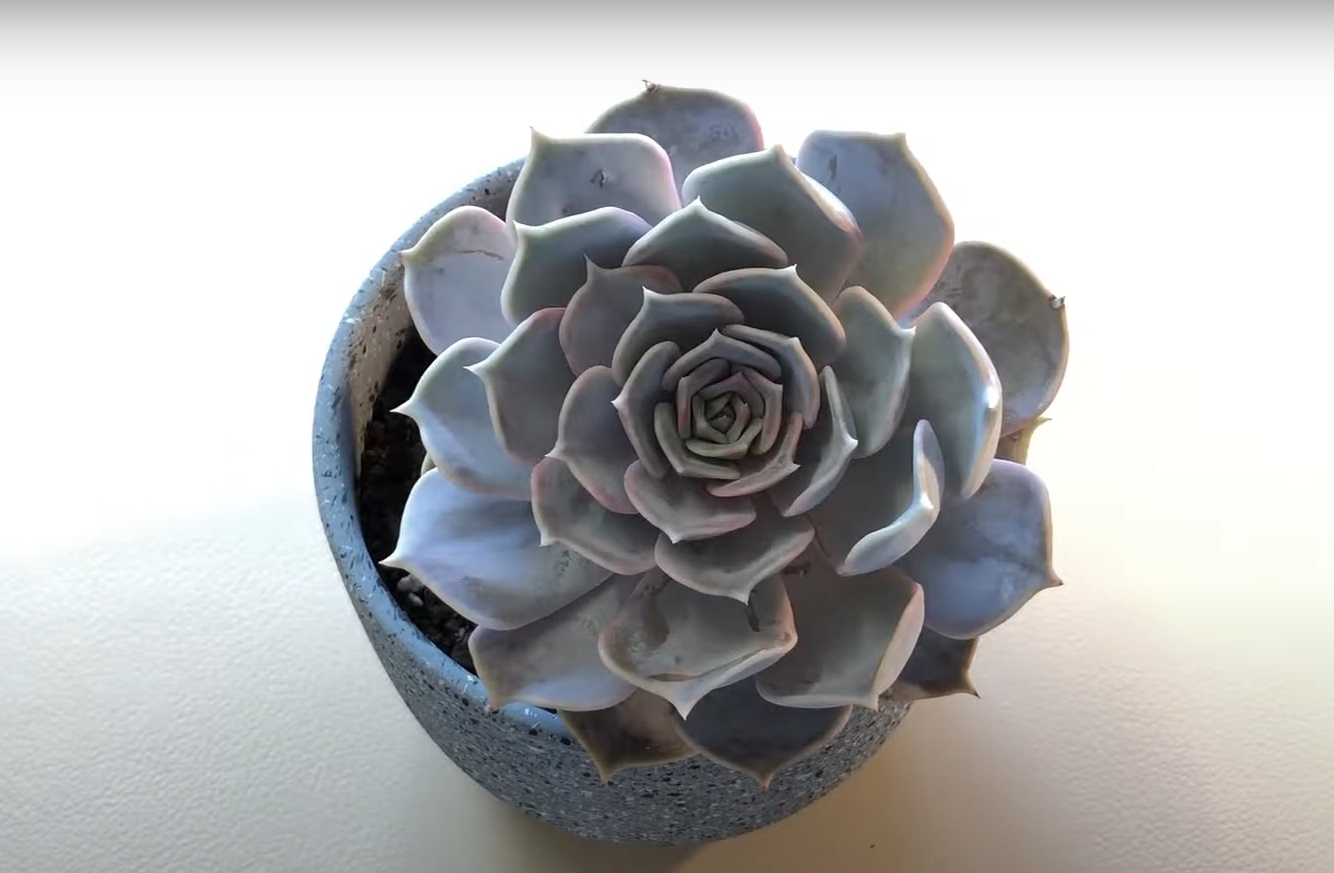 echeveria lilacina