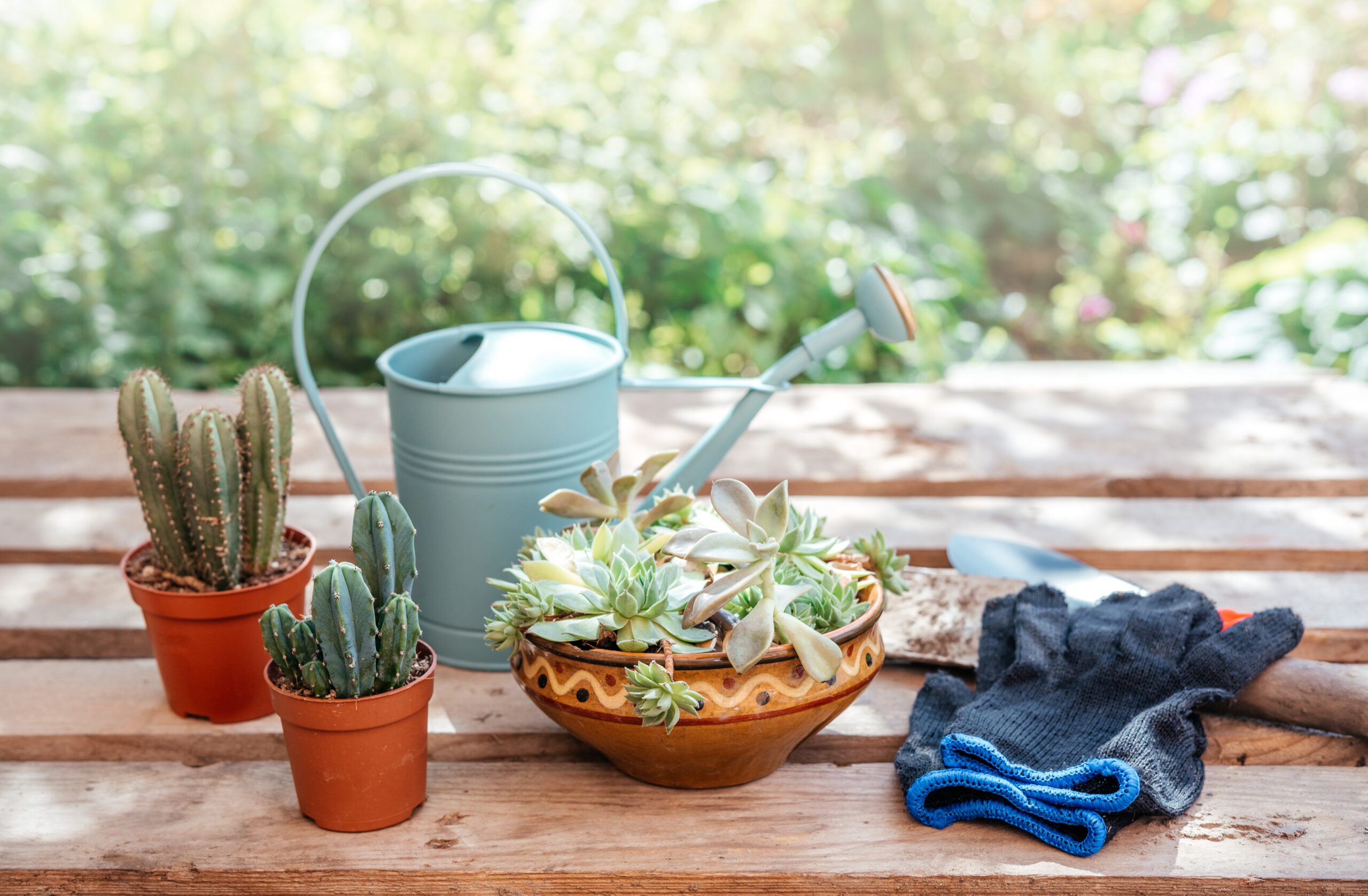 repotting succulents