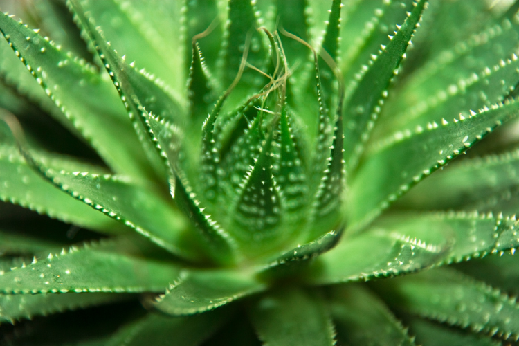 Aloe Aristata