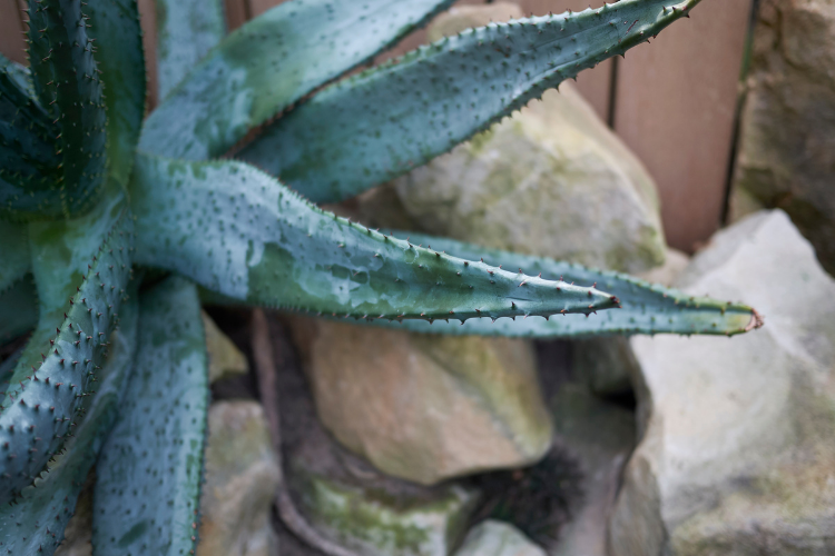 Aloe Ferox