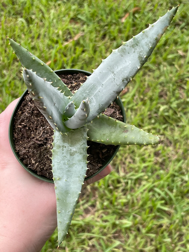 Aloe Ferox Plant