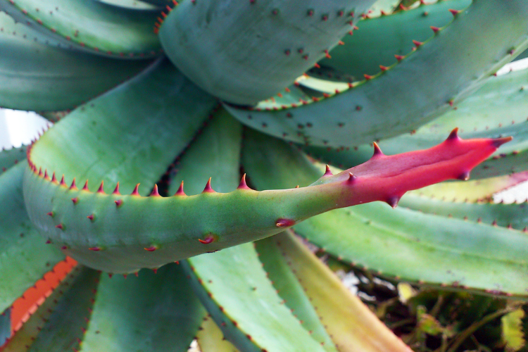 Aloe Ferox