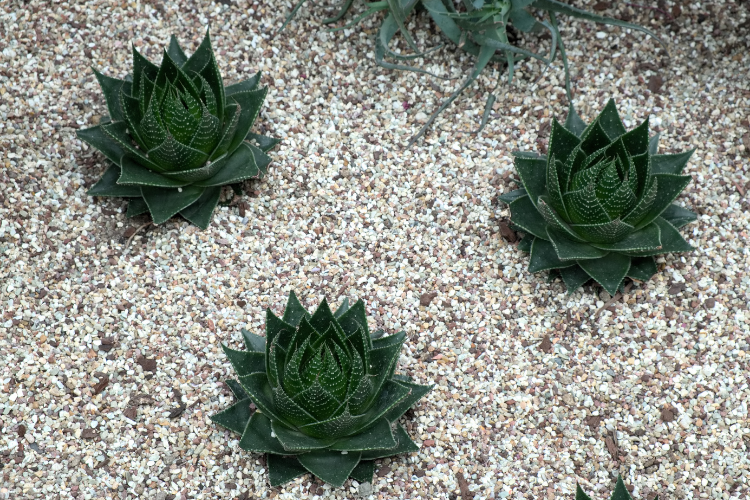 Aloe Polyphylla