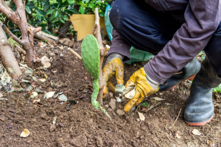 Cactus Fertilizer