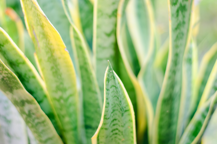 Sansevieria