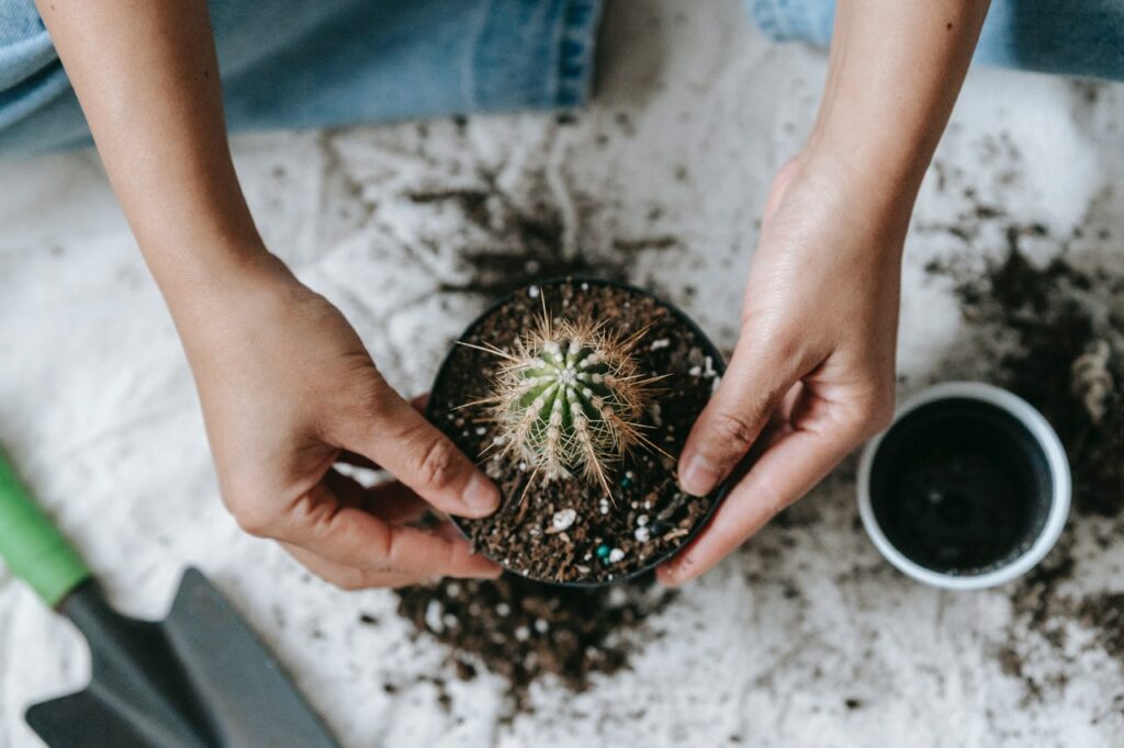 repotting cactus